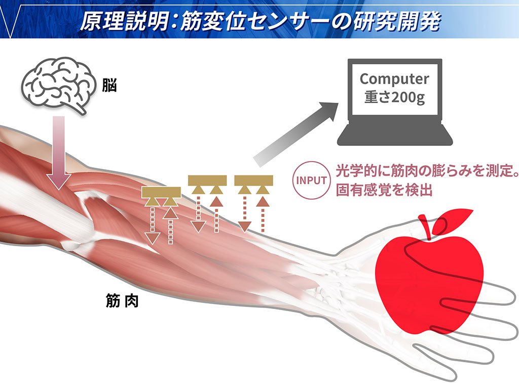 筋肉の膨らみを測定して機械学習にかけることで、力のかかり具合や指の動きなどの「固有感覚」を数値的に取り出せる